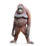 Cardboard People Orangutan Life Size Cardboard Cutout Standup - Made in USA