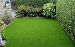 Lawn grass seeds Home Garden of Pack 10000