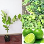 GOLDEN BLOOM Thai lemon plants live hybrid Air layering all season Thai Seedlees Lemon Plant Height 1-1.5 ft Tissue Culture Seedless Lemon Plant High Yield