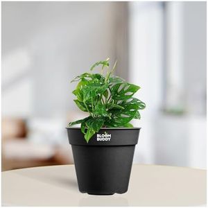 Bloombuddy Philodendron Broken Heart Plant (Monstera Adansonii) with Black Pot – Live Air-Purifying Indoor Plant for Home & Office Decor