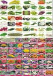 90 Types of Seeds - Ultimate Garden Combo Pack: 45 Vegetable Seeds & 45 Flower Seeds - Non-GMO Heirloom Variety for All Seasons - Perfect for Home Gardening, Indoor & Outdoor Planting