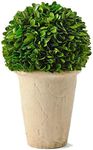 Boxwood Wo