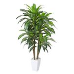 Large Indoor Plants