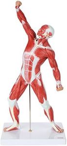 Axis Scientific 20” Mini Muscular System Model, Human Muscular Anatomy Model, Anatomy Models Human Body Muscles, Muscular Model, Includes Detailed Product Manual