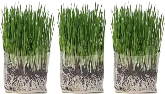 The Cat Ladies Cat Grass Grow Bag Kit, Organic Cat Grass for Indoor Cats, Seeds, 3 Pack Soil, Seeds & Grow Bags