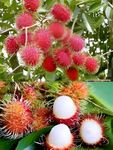 PAJUSDYASI-RareTesty Red Rambutan Tropical Fruit 1Healthy Grafted Live Plant For Home Garden Tree