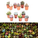 10 Mixed Indoor Plants - 5 Succulents - 5 Cactus Plants in 5.5cm Pots - Indoor Plant Gifts