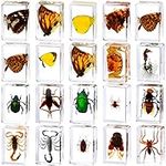 20 Pcs Insect in Resin Bug Preserve