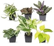 Easy to Grow Houseplants (Pack of 6