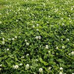 White Clover Seeds, Nitro-Coated and Inoculated, 1 Pound by Seeds2Go