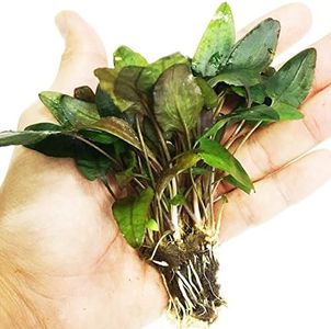 Planterest - Cryptocoryne Tropica Potted Live Aquarium Plant Decorations BUY2GET1FREE