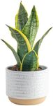 Costa Farms Snake Plant, Easy Care 