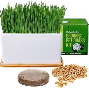 The Cat Ladies Organic Cat Grass Growing kit with Organic Seed Mix, Soil and Ceramic Planter with Bamboo Tray. Natural Hairball Control and Remedy for Cats