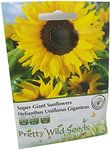 Super Giant Sunflower Seeds in Pict