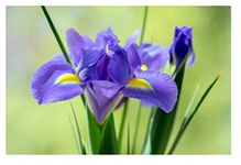 Oliwier's Bulbs 10 Dutch Iris Saphire Beauty Early Spring Flowering Bulbs Iris Hollandica Mixed Perfect for Beds, Borders and Containers Lovely Cut Flowers Garden Hardy Perennials, Yellow,Blue