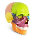 LABZIO Anatomy Skull Model | 15 Parts Human Anatomy Exploded Skull Detachable Palm-Sized Mini Human Color Medical Skull Model,Medical Dental Clinic Teaching Equipment,Learning with Color Study Manual