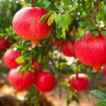 Matri Bhumi Pomegranate Afghan Annar variety/Dalim Fruit Healthy Live Rooftop Cutting Plant Pack Of 1 (Fruit After 1 Year).