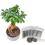 Bonsai Tree Food 180 Days Slow Released Fertilizer, NPK 16-10-10, (5 Convenience Pack)