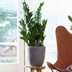 Zamioculcas Large Indoor House Plant Real ZZ Evergreen Exotic Tall Home Plants (30-40cm incl. Pot)