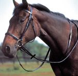 Equestrian Martingales