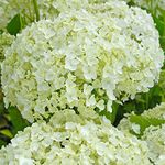 Hardy Hydrangea Shrubs Large Garden Flower Plants White Hydrangeas Shrub Flowers for Pots or Border Displays 1 x Hydrangea Arborescens 'Annabelle' Plant in a 3.6 Litre Pot by Thompson and Morgan