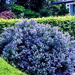 GardenersDream Ceanothus 'Yankee Point' Plant - California Lilac Evergreen Shrub in 9cm Pot - Outdoor Garden Ready Hardy Shrub - All Year Round Outdoor Plant for Groundcover (15-25 cm)