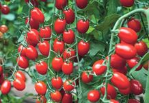 Tomato seeds hybrid all seasons, All season hybrid tomato seeds, Hybrid tomato seeds all season ( 350 seeds )