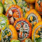 Turks Turban Winter Squash 10 Seeds by Pretty Wild Seeds Grow Your own Sponge