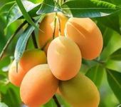 Dwarf Alphonso Mango Plant Hapus Ratnagiri Hybrid Variety Grafted Plant Upto 2 ft Height King of Indian Mango | Mature for Fruiting | Suitable for Container Gardening | Pack of 1