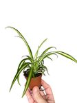 Spider Plant, Chlorophytum Comosum, Spider Ivy, Ribbon Plant, clean air plants, house plants, Unique Real houseplants, Indoor Plants, Real Plant, Live Plant (2.5in)