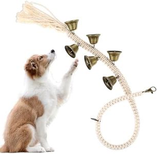 DSLSQD Dog