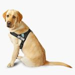 DF Co. Dog Harness | Chafe Resistan