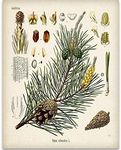 Pine Tree Botanical Illustration - 