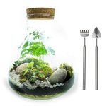 5L Medium Angular Glass Bottle Closed Terrarium Kit with Real Plants, Moss and Tool Set