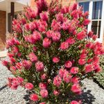 YouGarden Callistemon Bottlebrush Plant, Established and Already 30cm Tall, Ready to Plant, Exotic Patio Plant for UK Gardens, Bottle Brush Plant, Outdoor Garden Ready, Semi Hardy Shrubs