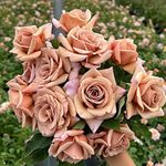 Heirloom Roses Koko Loko Rose Plant - Brown/Multi Colored Rose Bush, Live Rose Plant for Planting Outdoors