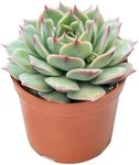 Bhajanlal Greenery Live Vishnu Kamal Original Succulent Plant with Plastic Pot For Good Luck Indoor Home office Garden Decore Pack of 1