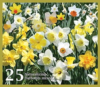 Mixed Daff