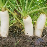 Outsidepride Annual Daikon Radish Seeds - 1 oz. Chinese, Japanese, & Oriental Radish Seeds for Soil Health, Erosion Control, & Soil Aeration - Ideal for Gardens, Cover Crops, Pastures, & Food Plots