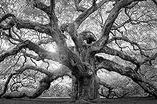 Angel Oak Tree Monochrome Charlesto