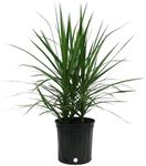 Costa Farms Dracaena Marginata Magenta Madagascar Dragon Tree Live Indoor Plant, 3 to 4-Feet Tall, Potted in Grower's Pot