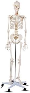 Giantex 70.8" Life Size Skeleton Model, with Roller Stand, 2 Casters with Brake, Removable Parts, Anatomical Poster and Dust Cover, Human Skeleton Model for Anatomy