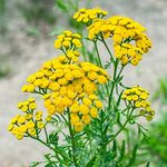 Outsidepride 5000 Seeds Perennial Tanacetum Vulgare Tansy Herb Garden Seeds for Planting