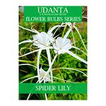 Udanta Scented Spider Lily Flower Bulbs For All Season - Pack Of 5 Bulbs (White)