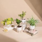 KYARI Zamia Green (ZZ)-Golden Money-Jade-Spider Combo of 4 Indoor Plants for Living Room | Live Plants | Plants with White Pot for Home Air purifier plants | Plants for Home Decor | Plants for garden