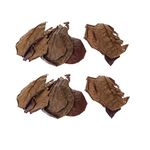 Pack of 20 Indian Almond Leaves Fish Tank for, Fish, Improve Comfort by Simulating Aquatic Giant Leaves