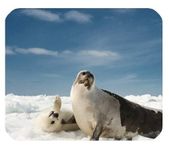 YENDOSTEEN National Geographic Harp Seal Art Customized Durable Home and Office Mousepad