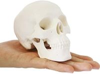 AUTENS Mini Human Skull Model, Palm