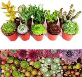 10 Sempervivum Succulent Plants - 5 Sempervivum - 5 Succulents Plants in 5.5cm Pots