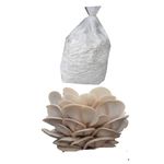 BM Mushrooms Elm Oyster Mushroom spawn HU Variety (Hypsizygus ulmarius) 400gm